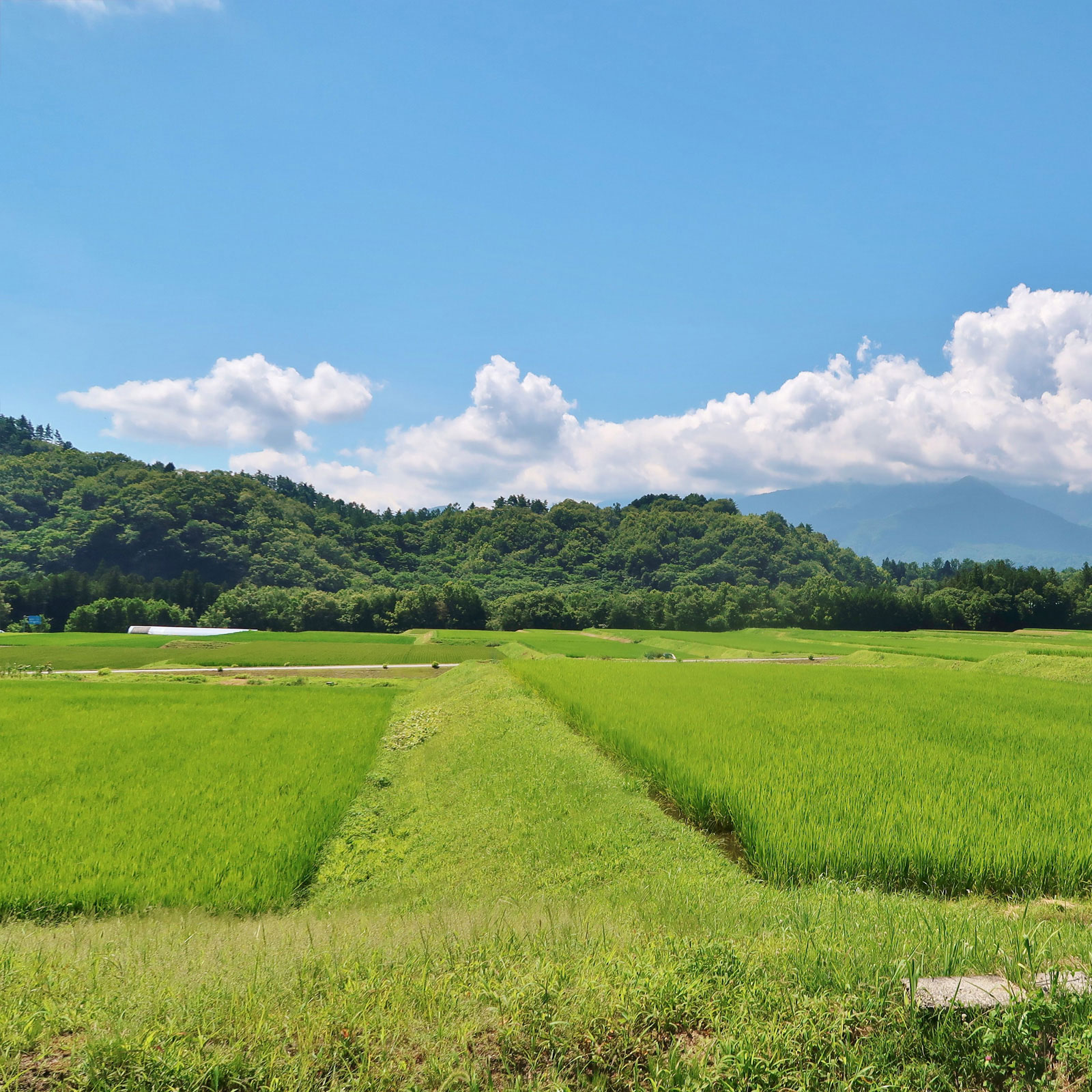 野の幸