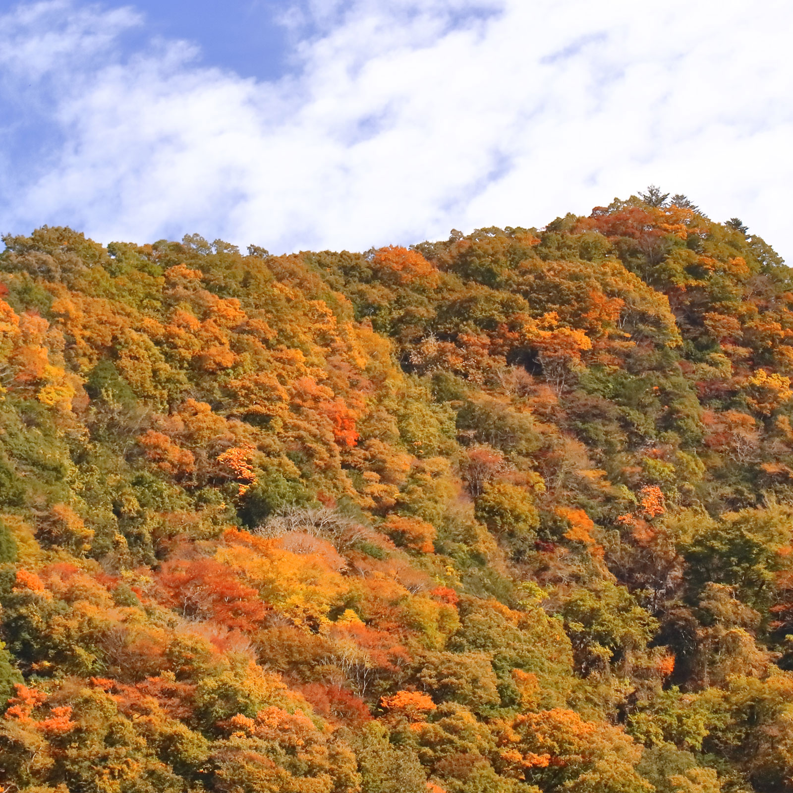 山の幸